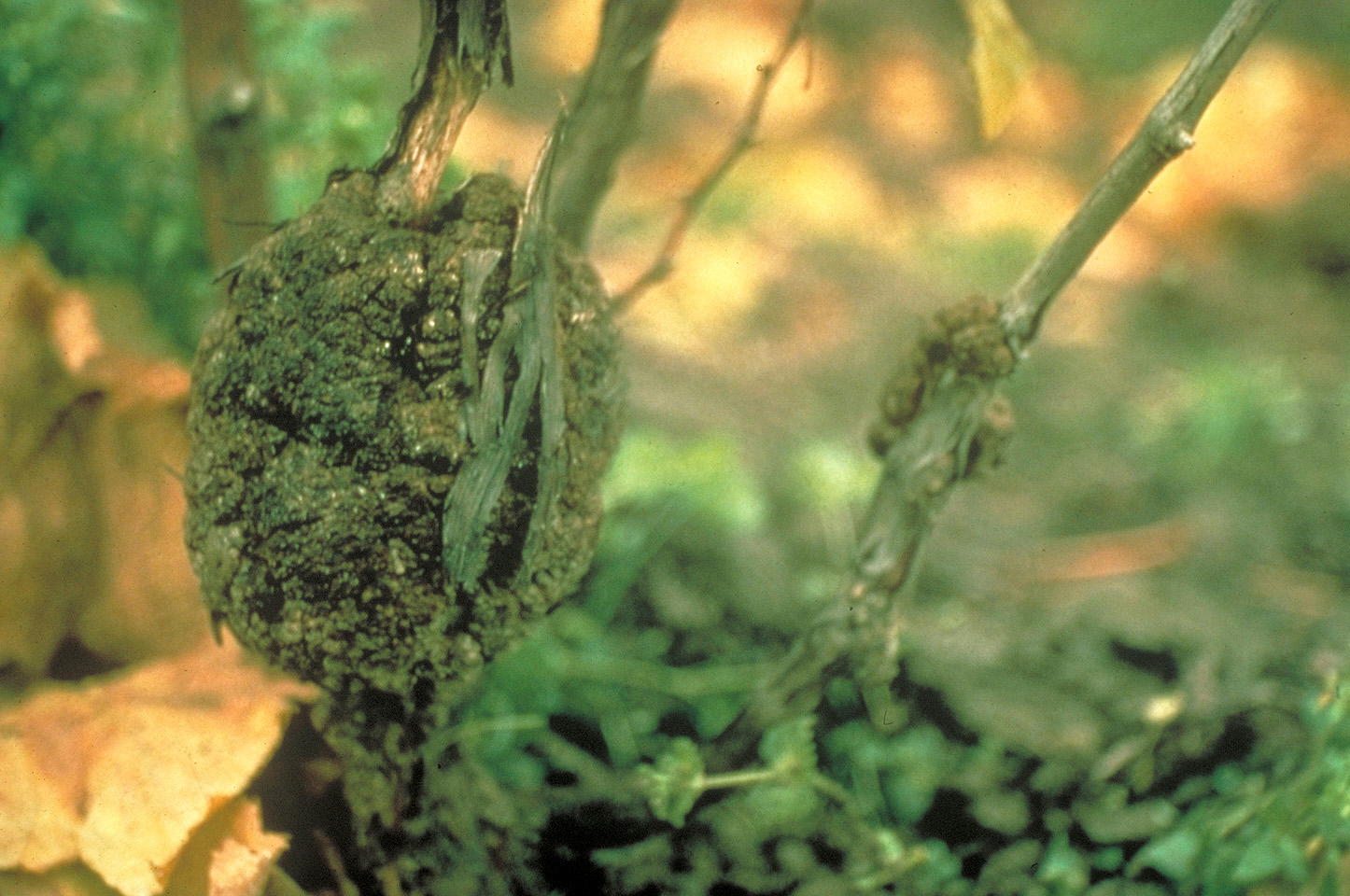 Crown Gall